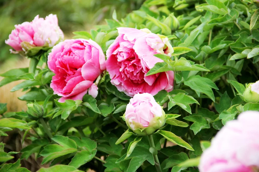 Pink Peony Bloom Petals Green warm Leaves