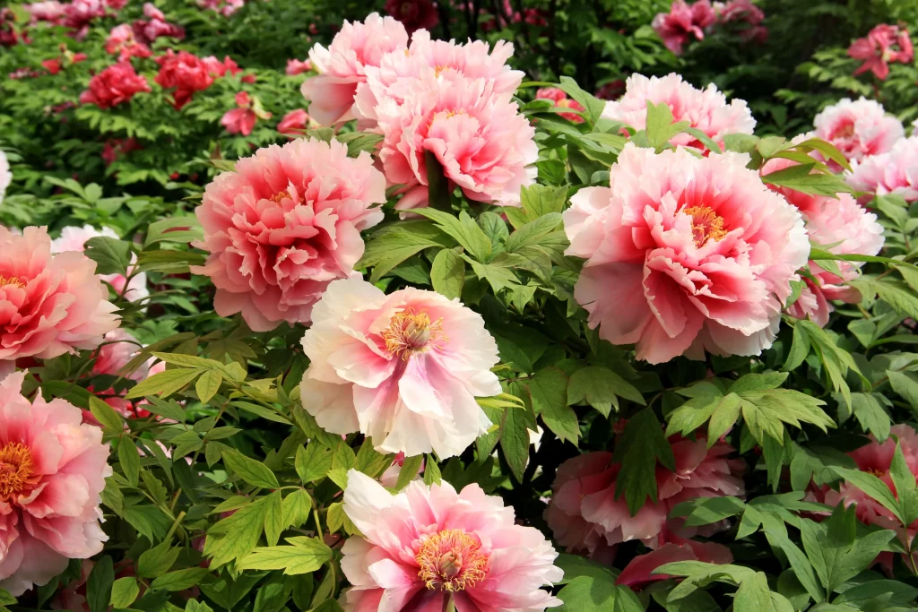Pink Peony Bloom Petals Green warm Leaves