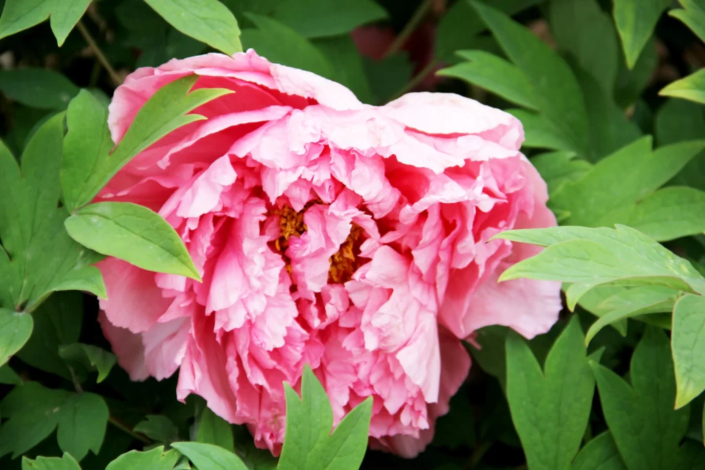Pink Peony Bloom Petals Green gray Leaves