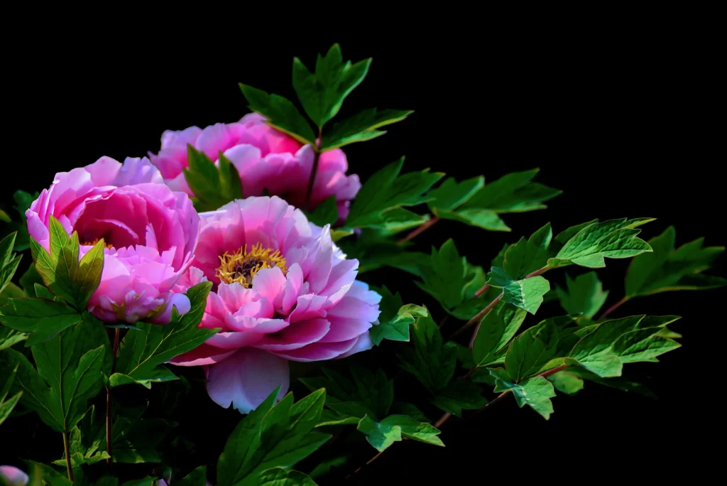 Pink Peony Bloom Petals Green dark Leaves