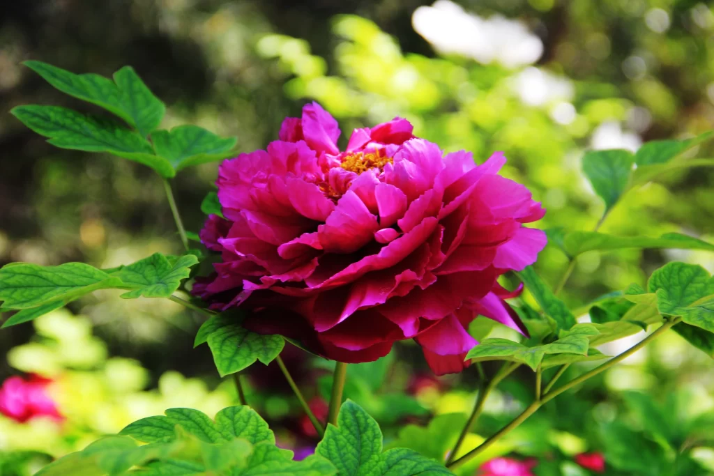 Pink Peony Bloom Petals Green warm Leaves