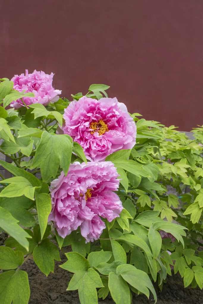 Pink Peony Bloom Petals Green gray Leaves