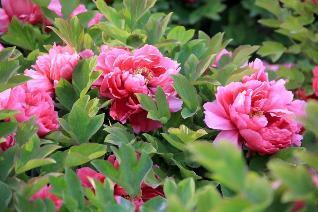 Pink Peony Bloom Petals Green gray Leaves