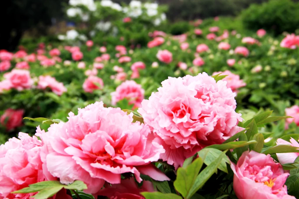 Pink Peony Bloom Petals Green gray Leaves