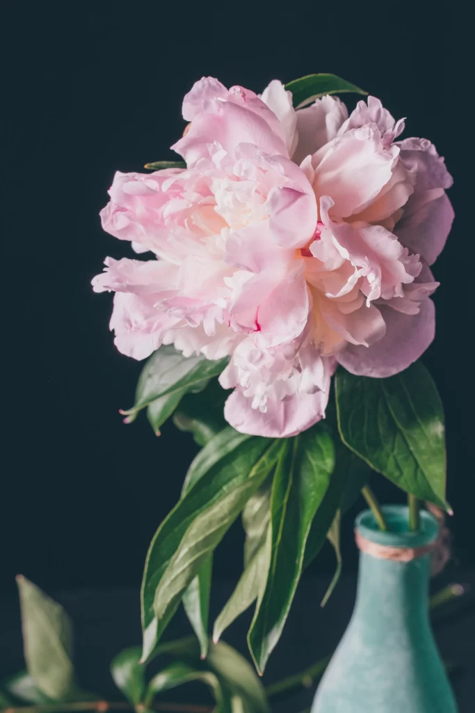 Pink Peony Bloom Petals Green gray Leaves
