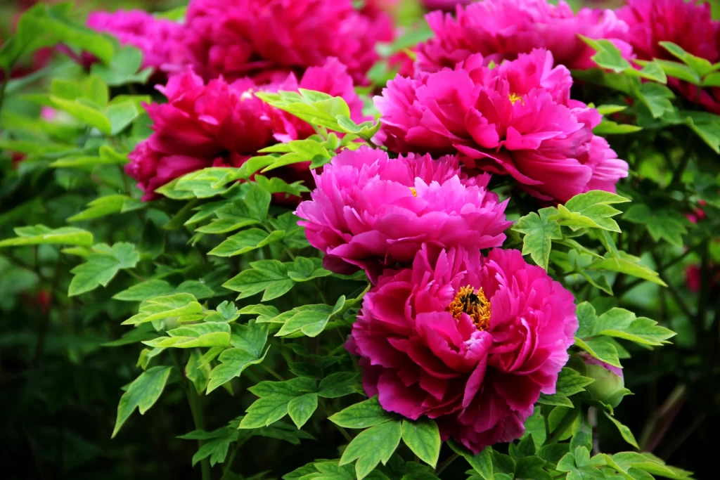 Pink Peony Bloom Petals Green warm Leaves