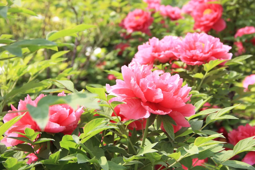Pink Peony Bloom Petals Green warm Leaves