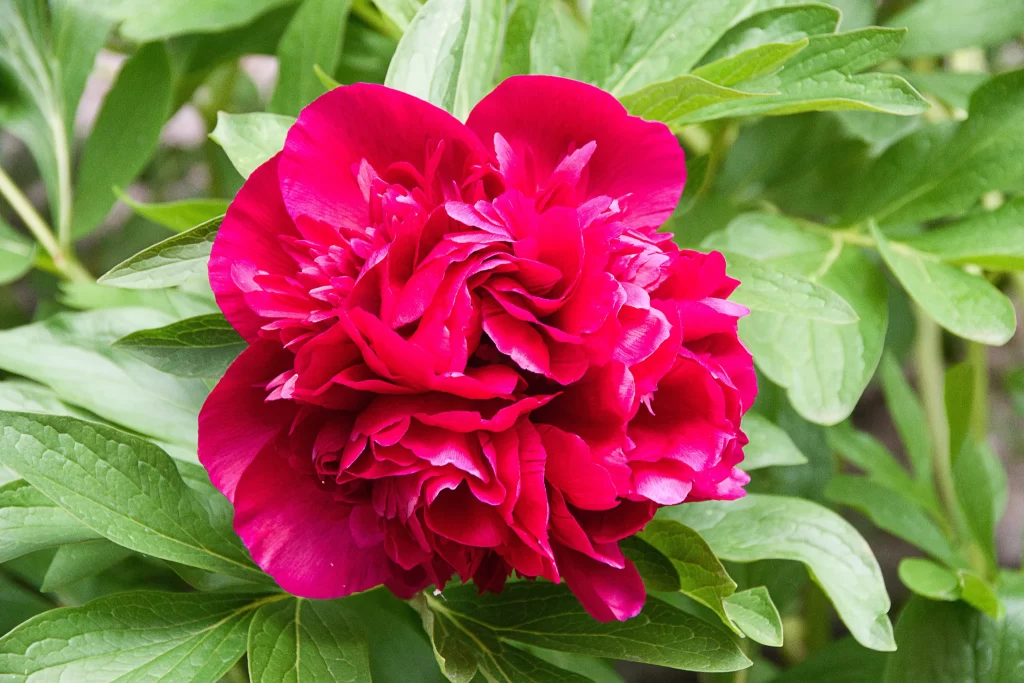 Pink Peony Bloom Petals Green warm Leaves