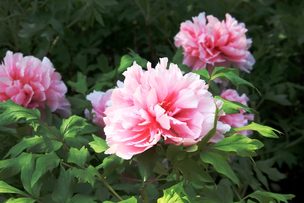 Pink Peony Bloom Petals Green gray Leaves
