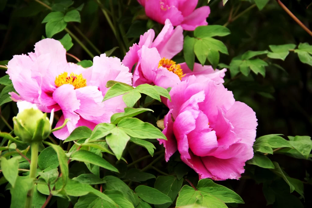 Pink Peony Bloom Petals Green gray Leaves