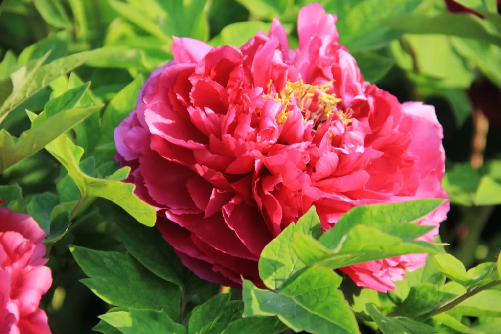 Pink Peony Bloom Petals Green warm Leaves