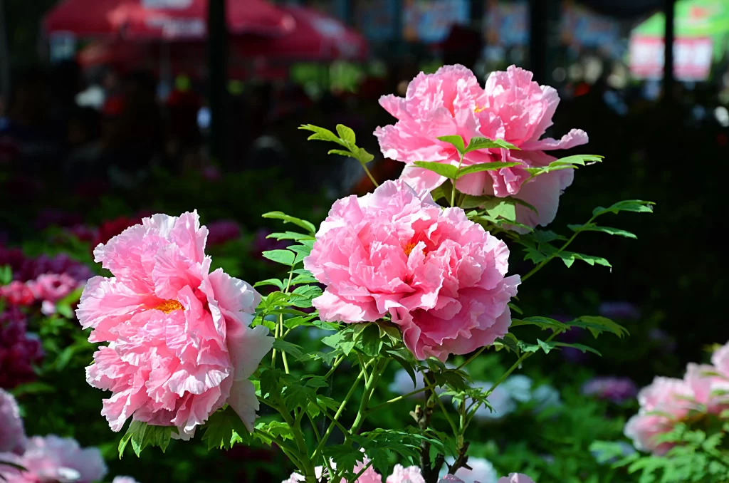Pink Peony Bloom Petals Green gray Leaves