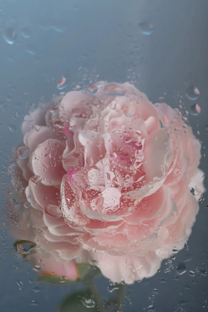 Pink Peony Bloom Petals gray Waterdrops