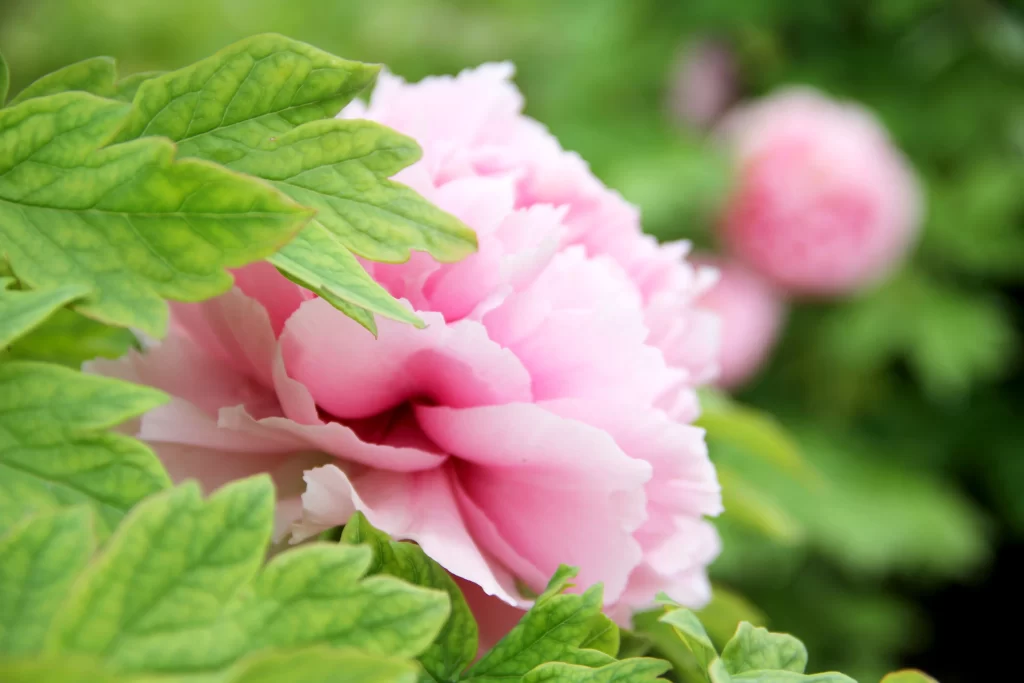 Pink Peony Bloom Petals Green warm Leaves