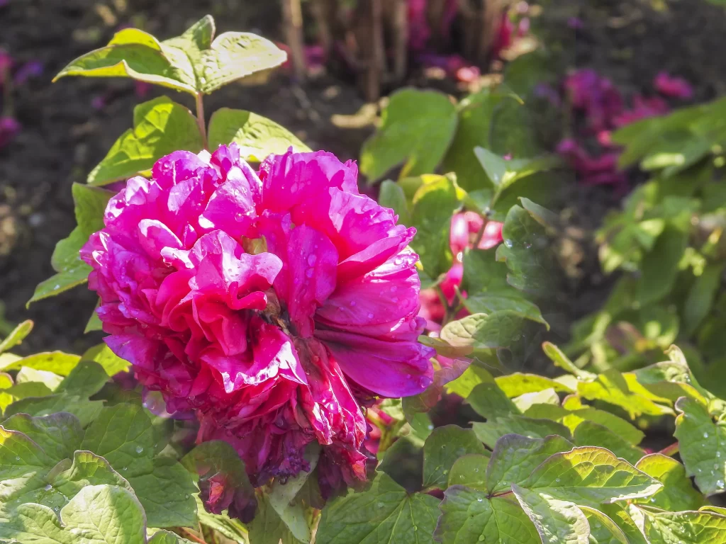 Pink Peony Bloom Petals Green warm Leaves
