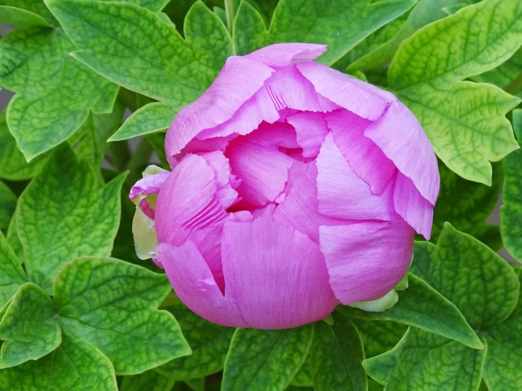 Pink Peony Bloom Petals Green warm Leaves