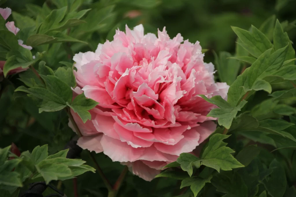 Pink Peony Bloom Petals Green gray Leaves