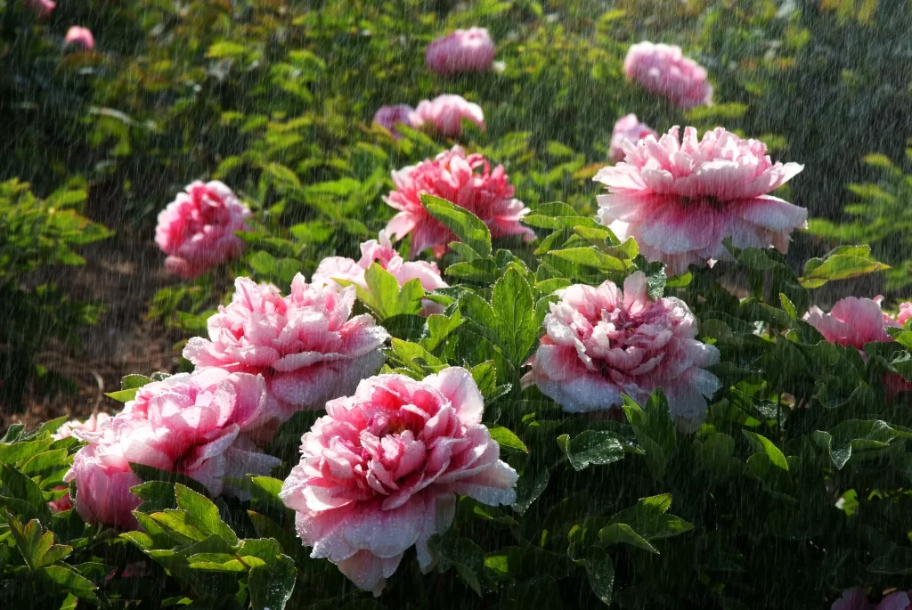 Pink Peony Bloom Petals Green gray Leaves