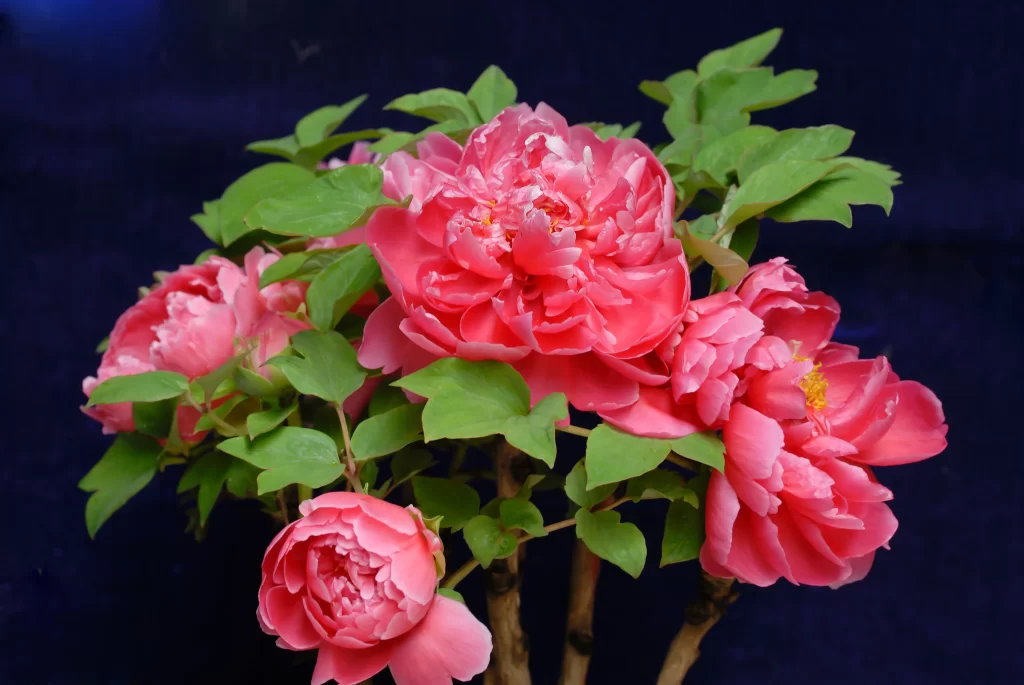 Pink Peony Bloom Petals Green warm Leaves