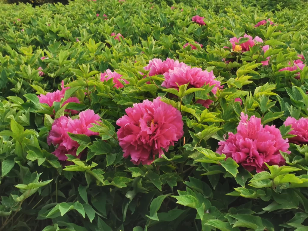 Pink Peony Bloom Petals Green warm Leaves