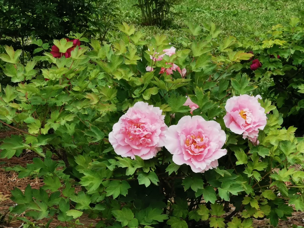 Pink Peony Bloom Petals Green warm Leaves