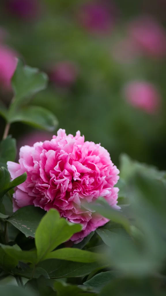 Pink Peony Bloom Petals Green gray Leaves