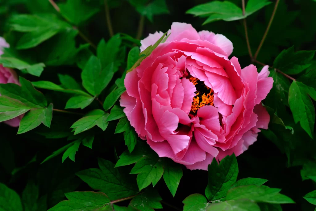 Pink Peony Bloom Petals Green dark Leaves
