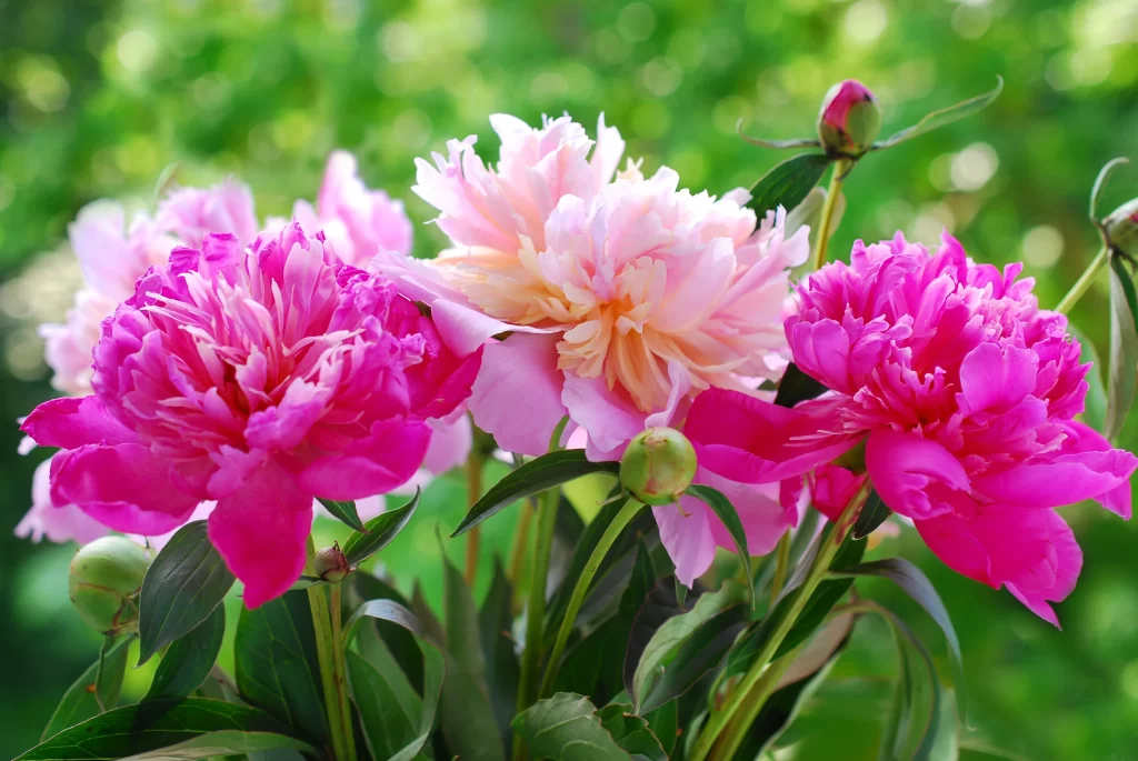 Pink Peony Bloom Petals gray Greenery