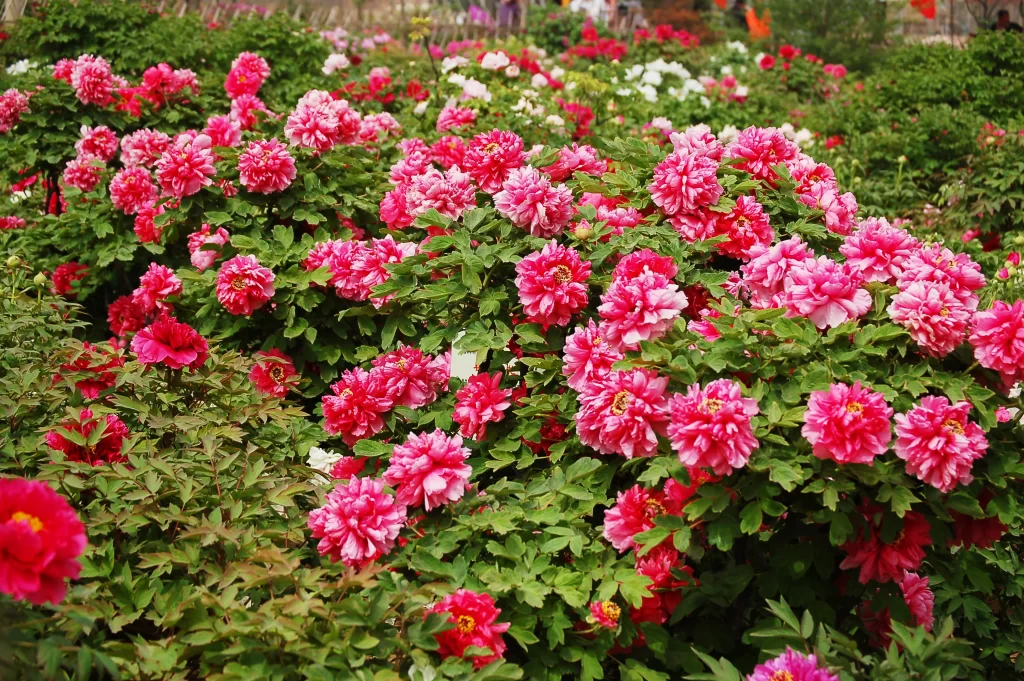 Pink Peony Bloom Petals Green warm Leaves