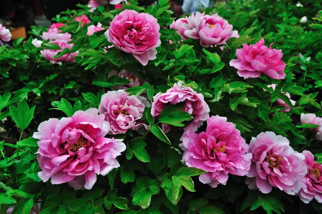 Pink Peony Bloom Petals Green gray Leaves