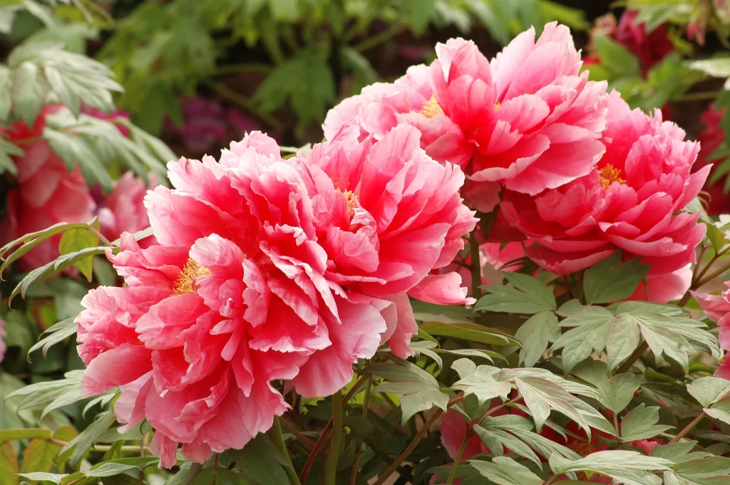 Pink Peony Bloom Petals Green warm Leaves
