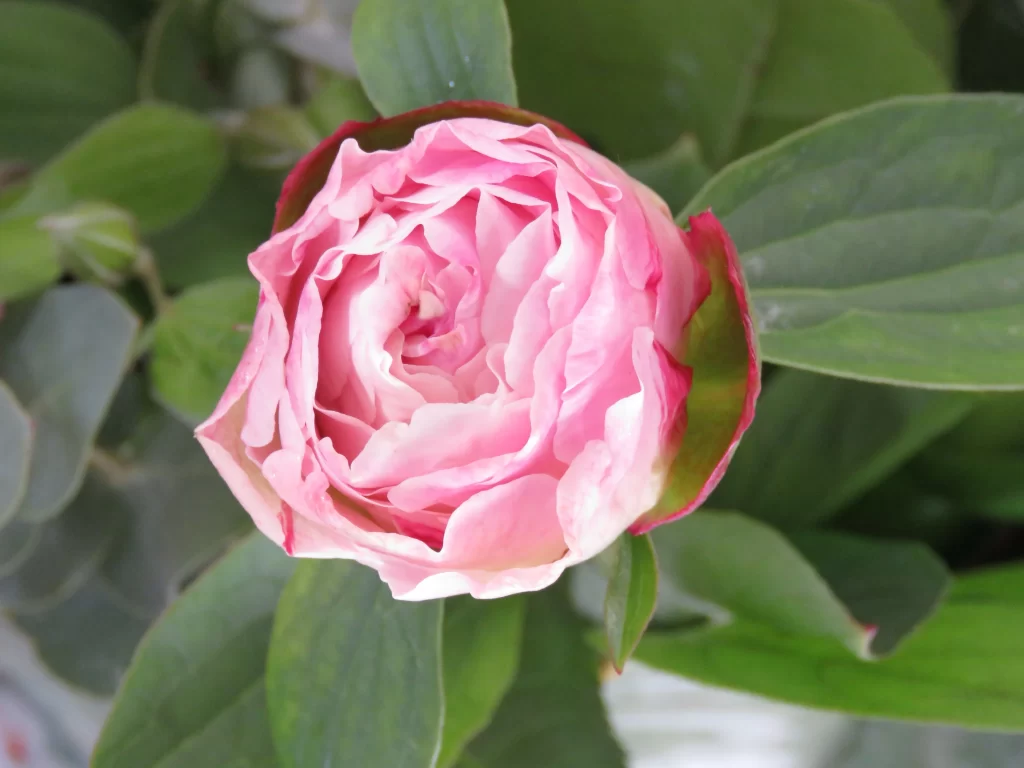 Pink Peony Bloom Petals Green gray Leaves
