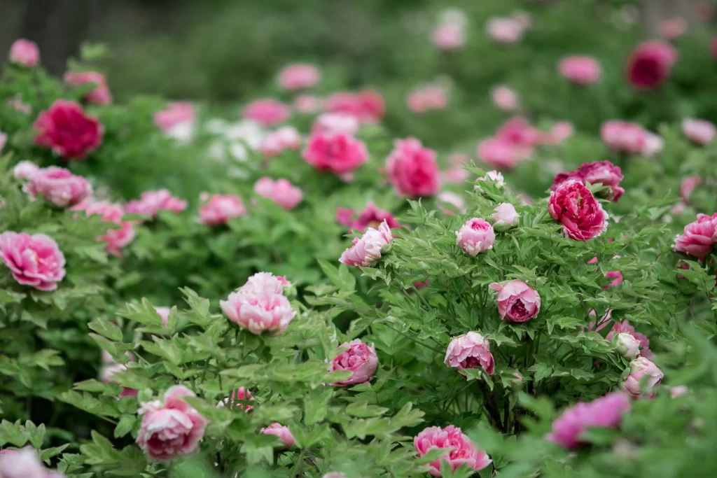 Pink Peony Bloom Petals Green warm Leaves