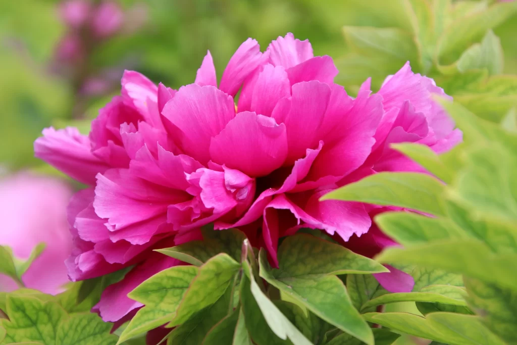 Pink Peony Bloom Petals Green warm Leaves