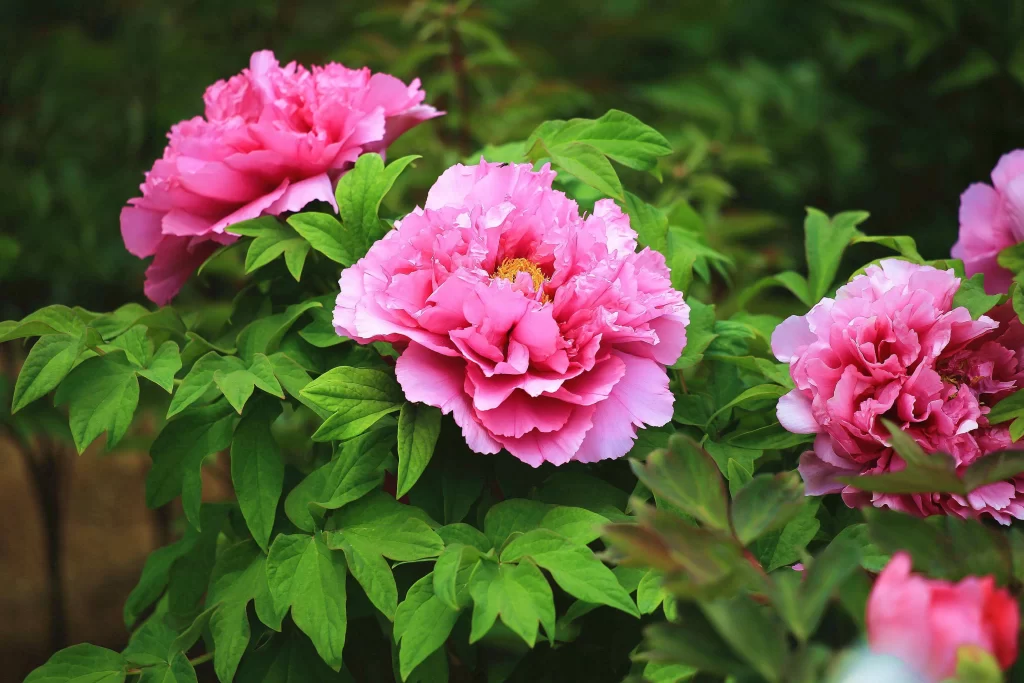 Pink Peony Bloom Petals Green gray Leaves