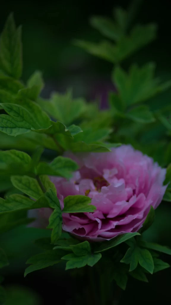 Pink Peony Bloom Petals Green dark Leaves