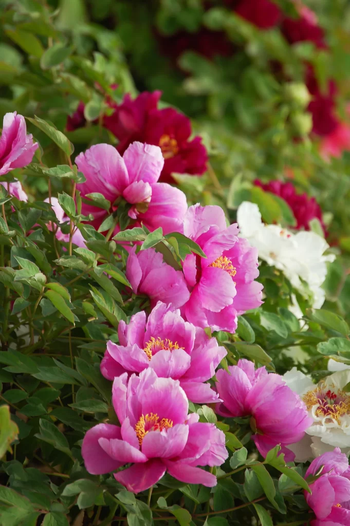 Pink Peony Bloom Petals Green gray Leaves