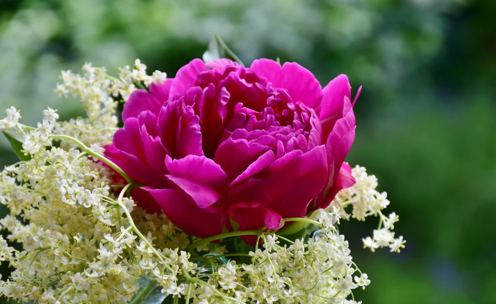 Pink Peony Bloom Petals gray Greenery