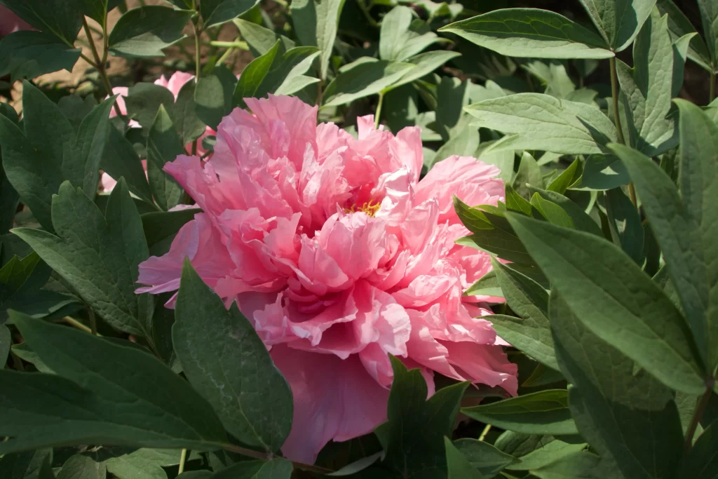 Pink Peony Bloom Petals Green gray Leaves