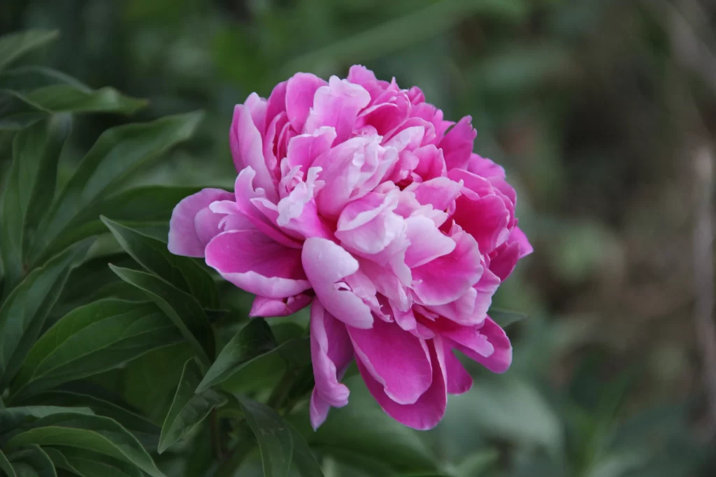 Pink Peony Bloom Petals Green gray Leaves