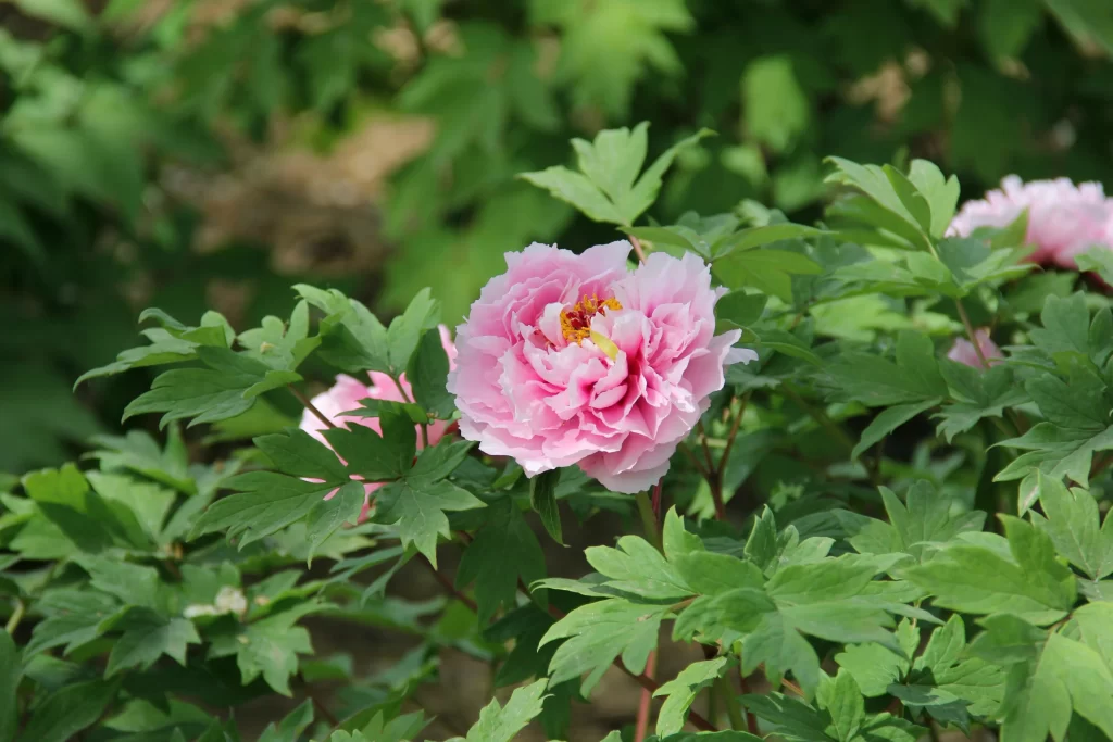 Pink Peony Bloom Petals Green warm Leaves