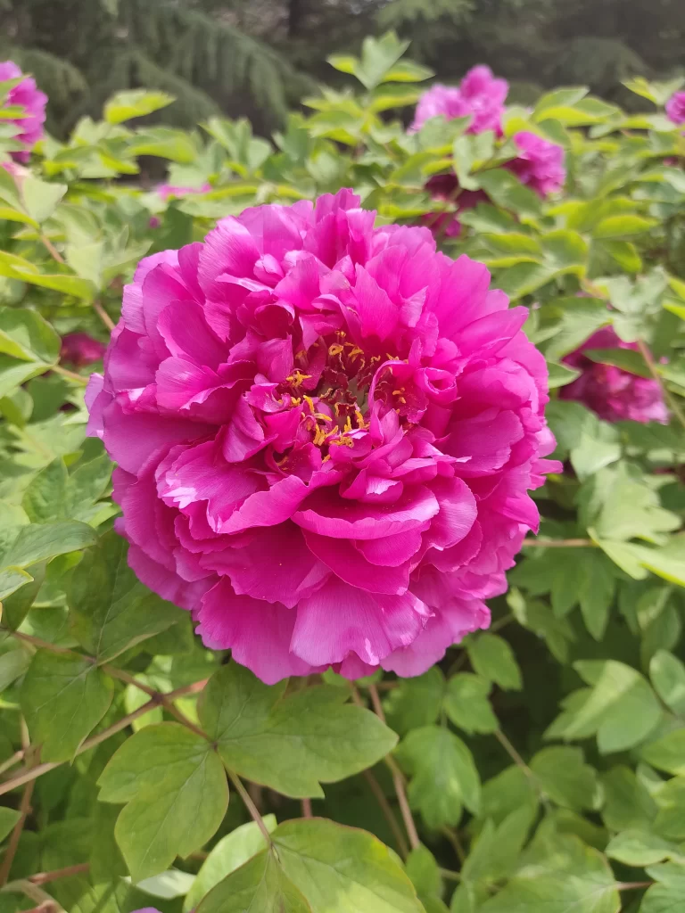 Pink Peony Bloom Petals Green warm Leaves