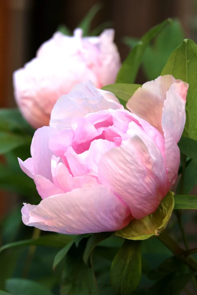 Pink Peony Bloom Petals Green gray Leaves