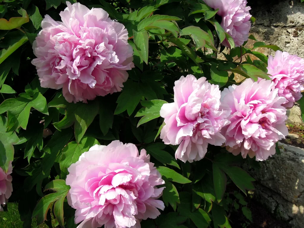 Pink Peony Bloom Petals Green gray Leaves