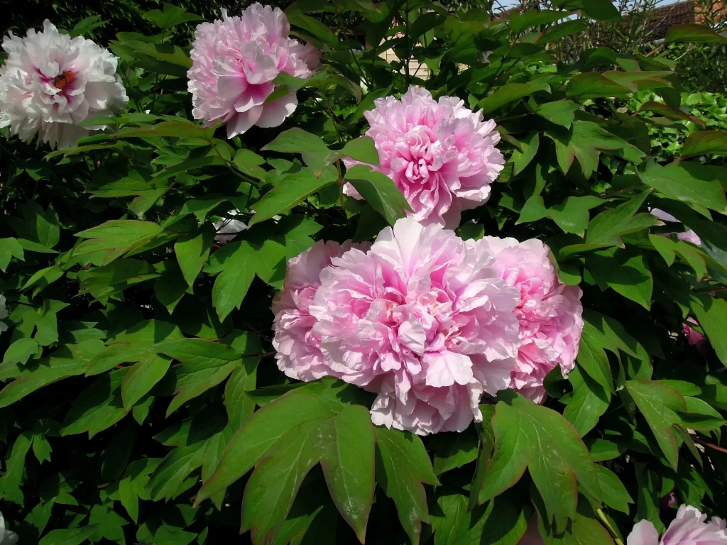 Pink Peony Bloom Petals Green gray Leaves