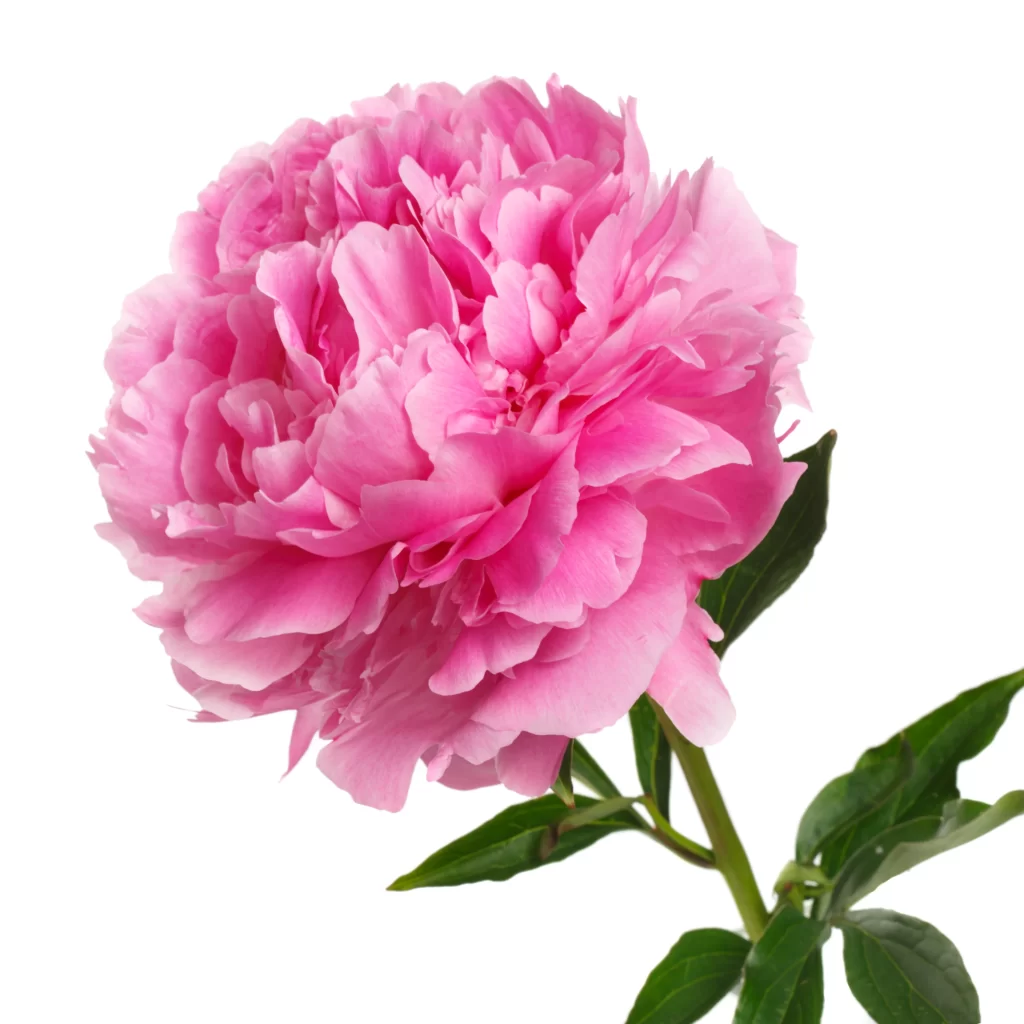 Pink Peony Bloom Petals Green warm Leaves