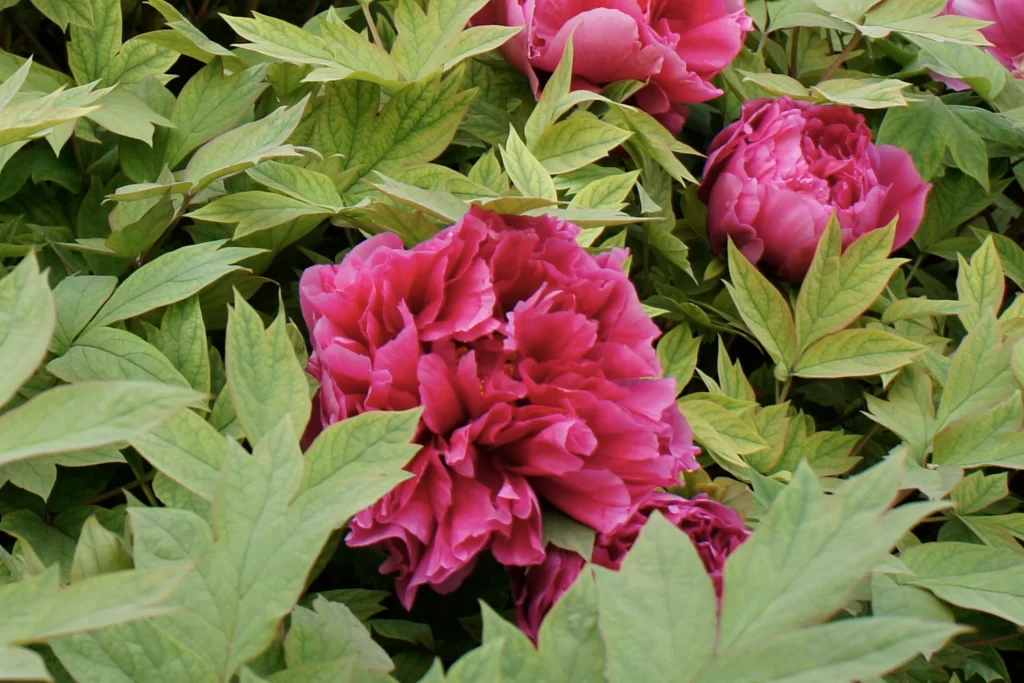Pink Peony Bloom Petals Green warm Leaves