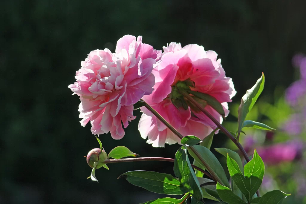 Pink Peony Bloom Petals Green gray Leaves