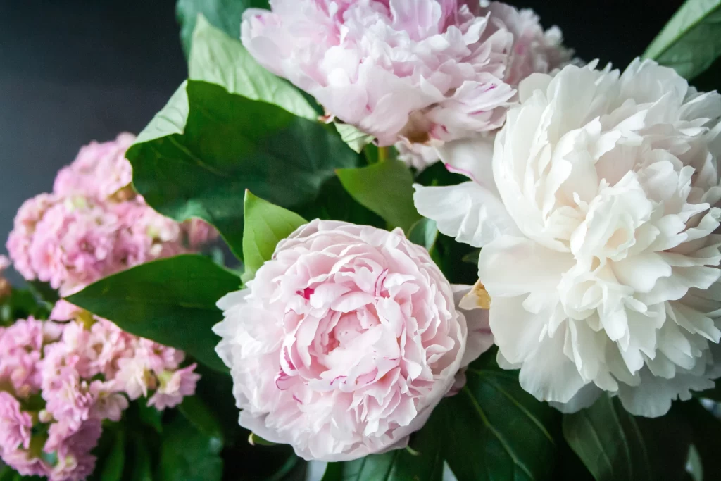 Pink Peony Bloom Petals Green gray Leaves