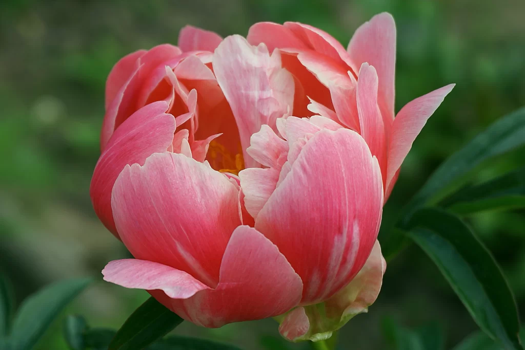 Pink Peony Bloom Petals gray Green